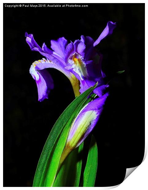 Wild Dwarf Iris Print by Paul Mays