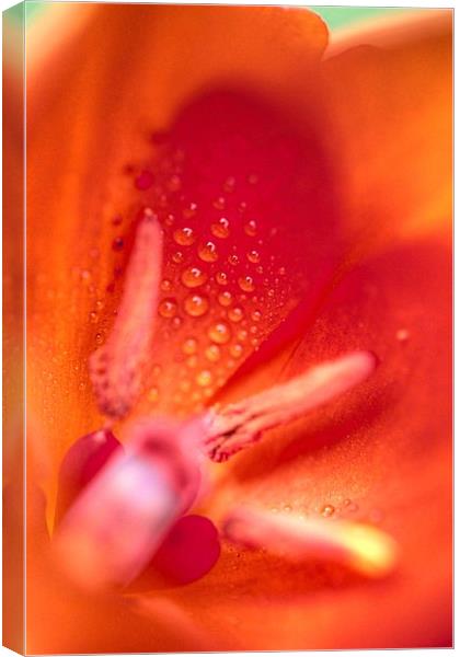  Tulip after the rain Canvas Print by Paul Williams