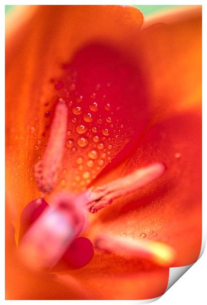  Tulip after the rain Print by Paul Williams