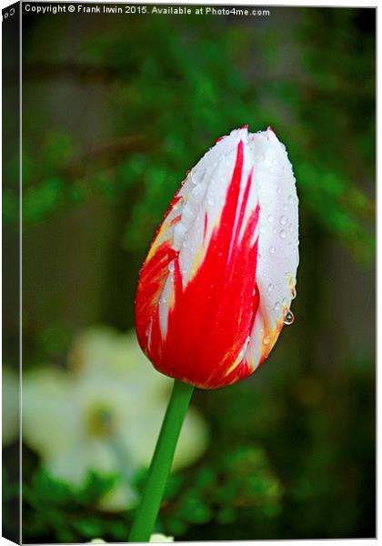  A Colourful Tulip head, close up Canvas Print by Frank Irwin