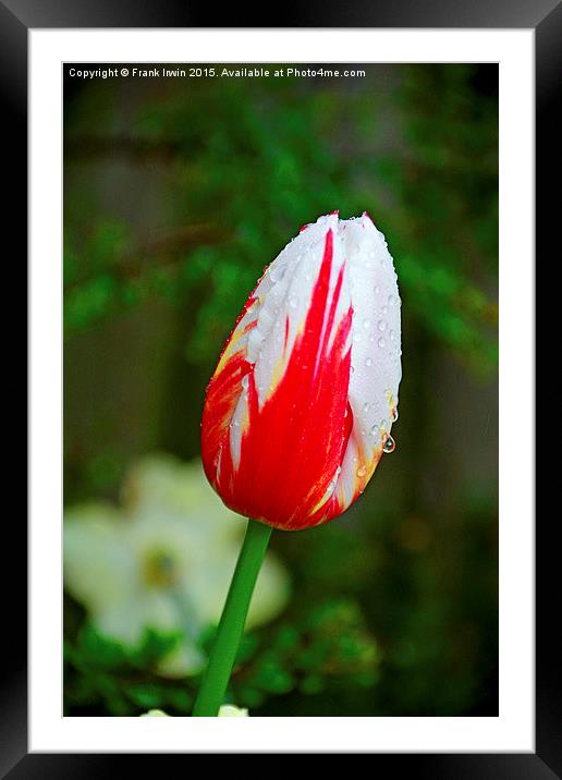  A Colourful Tulip head, close up Framed Mounted Print by Frank Irwin
