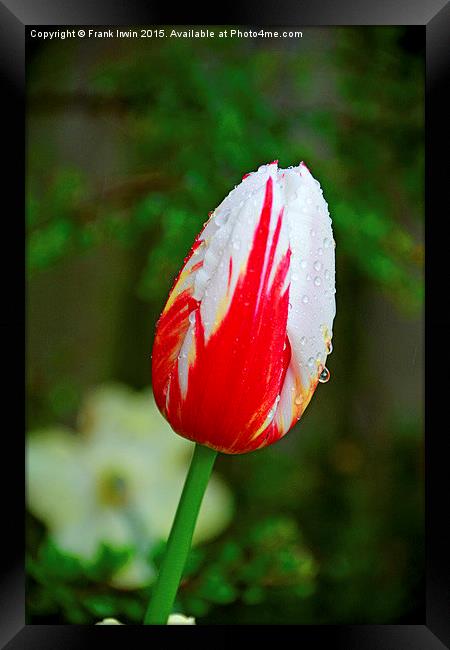  A Colourful Tulip head, close up Framed Print by Frank Irwin