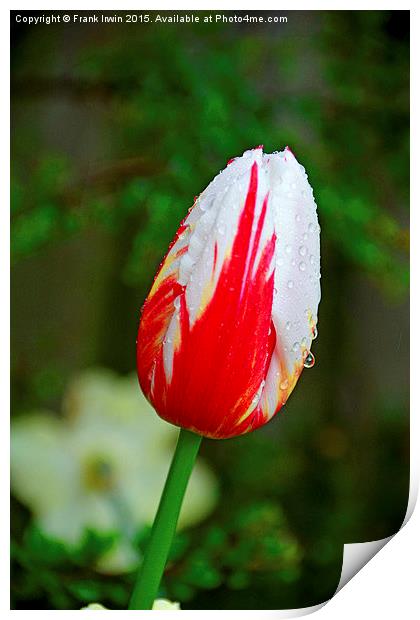  A Colourful Tulip head, close up Print by Frank Irwin