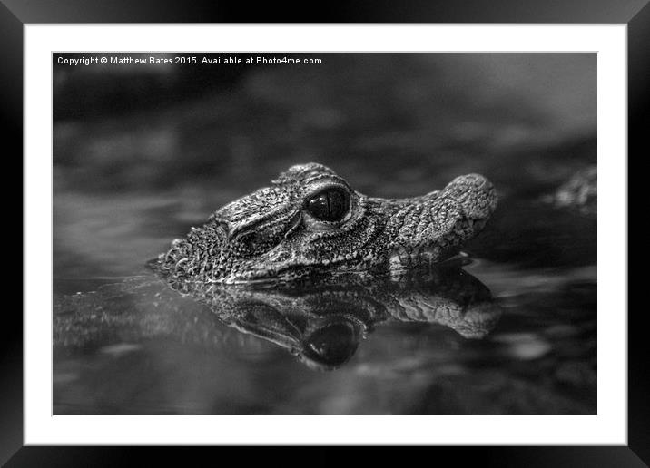  Dwarf Crocodile Framed Mounted Print by Matthew Bates