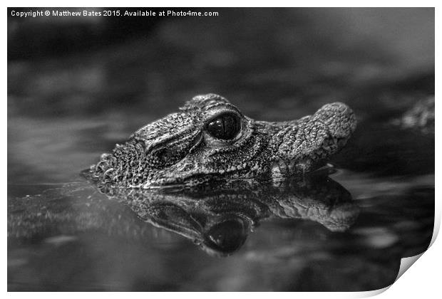  Dwarf Crocodile Print by Matthew Bates