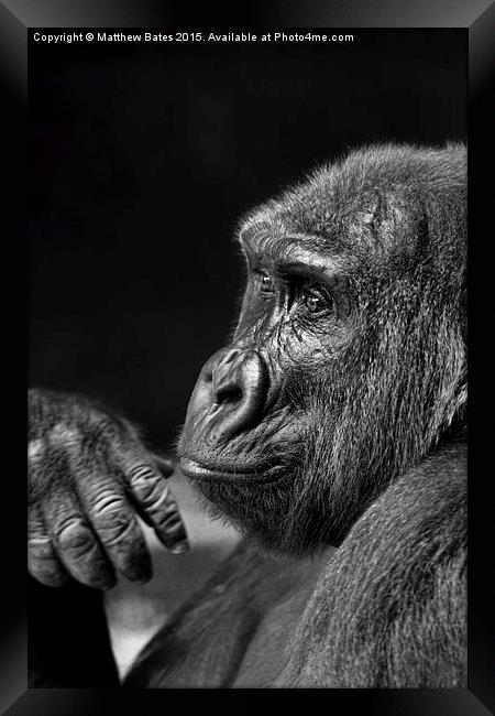  Mr Chimp Framed Print by Matthew Bates