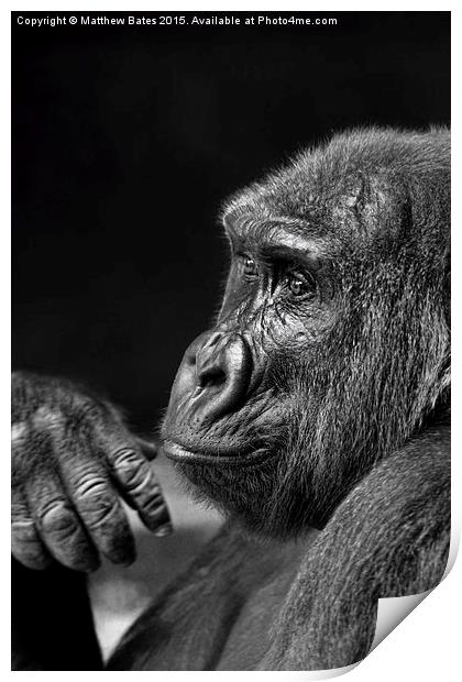  Mr Chimp Print by Matthew Bates