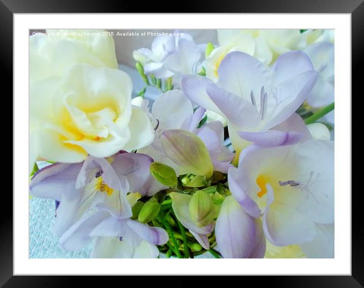  Freesias Framed Mounted Print by james richmond