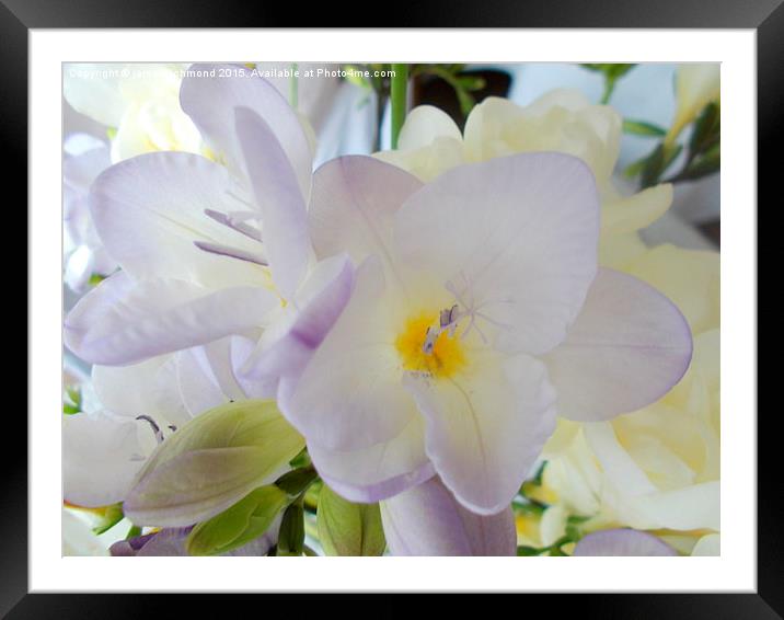  Freesia Framed Mounted Print by james richmond