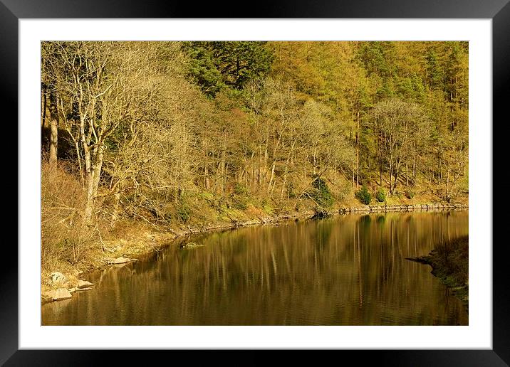  Tree's and Water Framed Mounted Print by Stephen Taylor