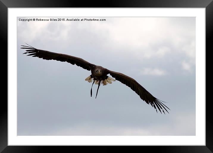  White Tailed eagle. Framed Mounted Print by Rebecca Giles