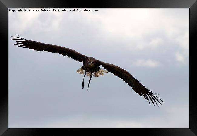  White Tailed eagle. Framed Print by Rebecca Giles