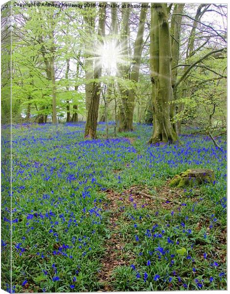  BLUEBELL WOOD Canvas Print by Anthony Kellaway