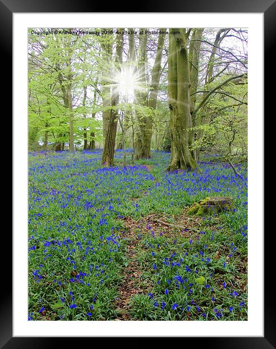  BLUEBELL WOOD Framed Mounted Print by Anthony Kellaway