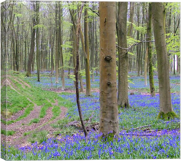  BLUEBELL PATH Canvas Print by Anthony Kellaway