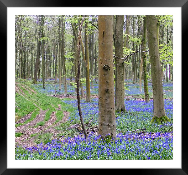  BLUEBELL PATH Framed Mounted Print by Anthony Kellaway