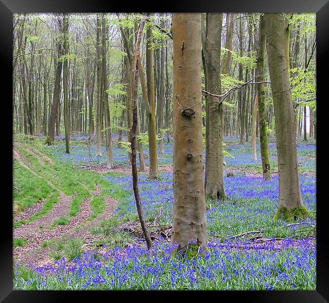  BLUEBELL PATH Framed Print by Anthony Kellaway
