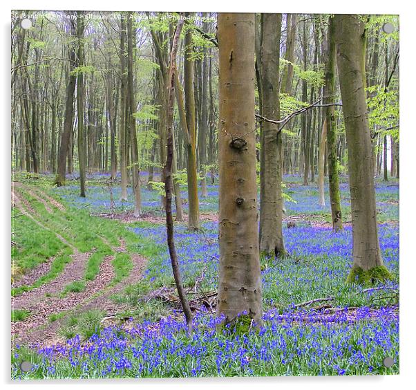  BLUEBELL PATH Acrylic by Anthony Kellaway