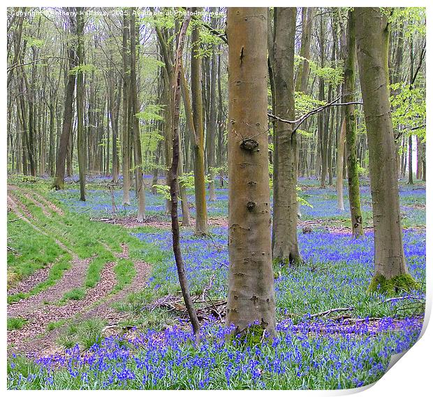  BLUEBELL PATH Print by Anthony Kellaway