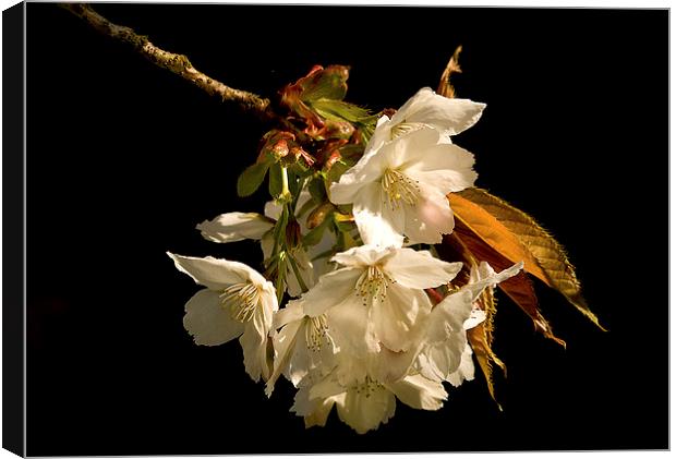  Sprig of White Cherry Blossom Canvas Print by Jacqi Elmslie
