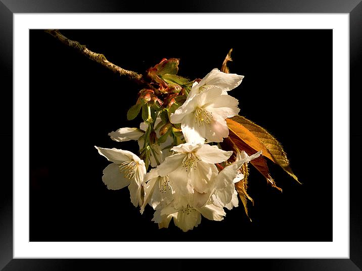  Sprig of White Cherry Blossom Framed Mounted Print by Jacqi Elmslie