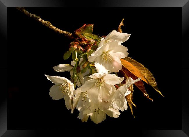  Sprig of White Cherry Blossom Framed Print by Jacqi Elmslie