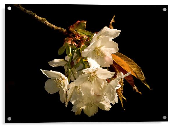  Sprig of White Cherry Blossom Acrylic by Jacqi Elmslie
