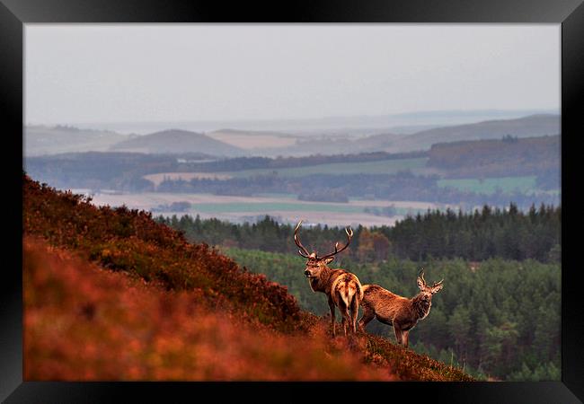  Red Deer in the Highlands Framed Print by Macrae Images
