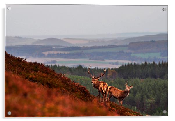  Red Deer in the Highlands Acrylic by Macrae Images