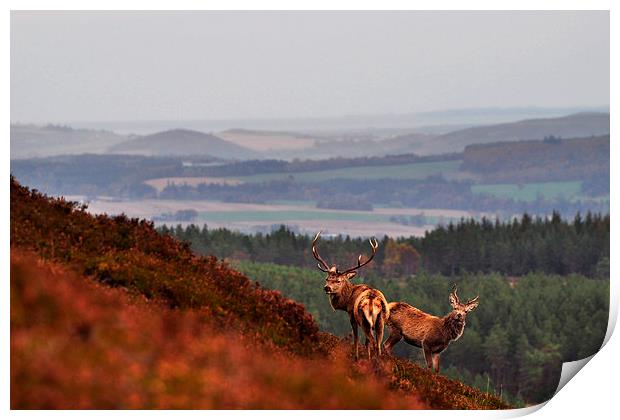  Red Deer in the Highlands Print by Macrae Images