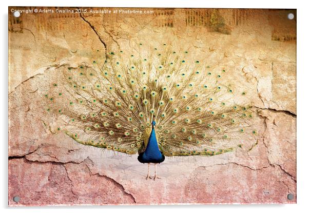 Peacock bird textured background Acrylic by Arletta Cwalina