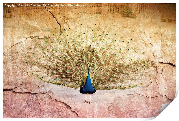 Peacock bird textured background Print by Arletta Cwalina