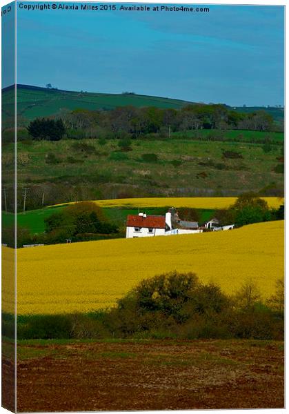 Field of rapeseed Canvas Print by Alexia Miles