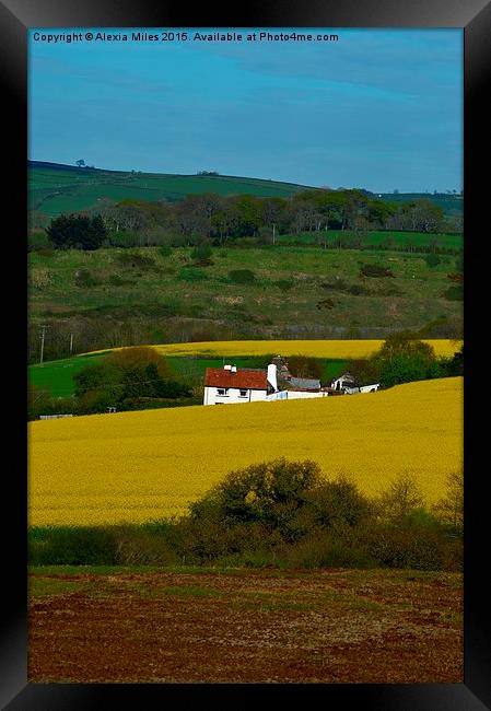 Field of rapeseed Framed Print by Alexia Miles
