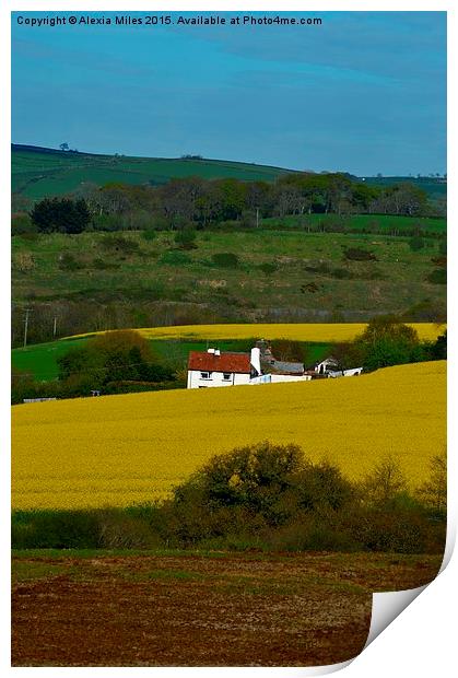 Field of rapeseed Print by Alexia Miles