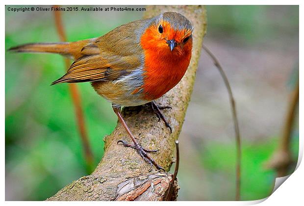  Robin Print by Oliver Firkins