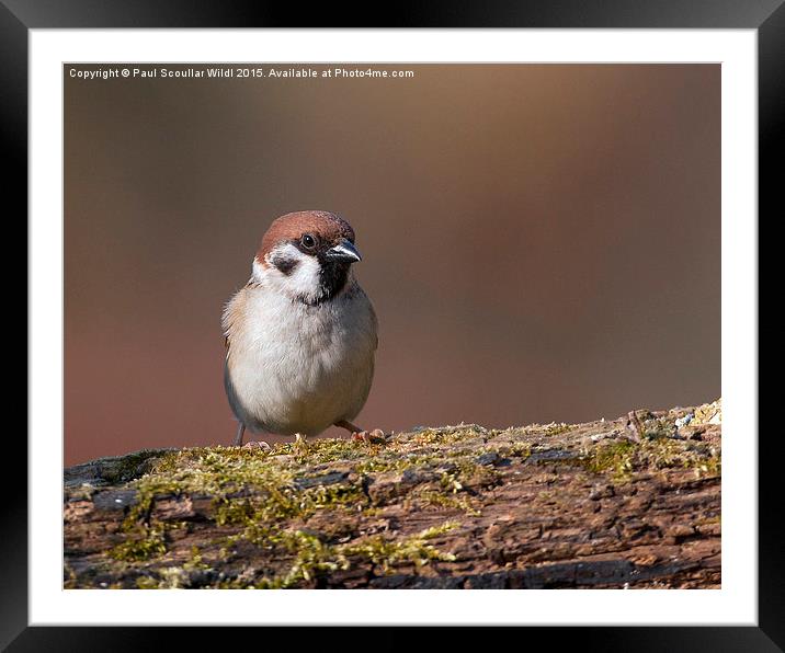 Tree Sparrow Framed Mounted Print by Paul Scoullar