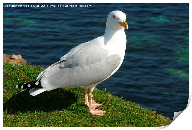 Seagull Print by Nicola Clark