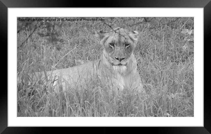  Chilling in the Grass Framed Mounted Print by N C Photography