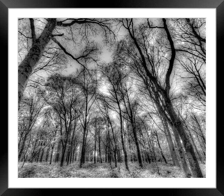 The Infared Forest Framed Mounted Print by David Pyatt