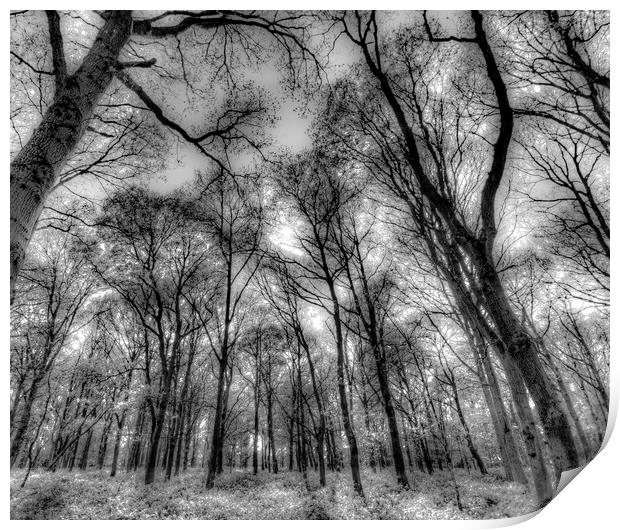 The Infared Forest Print by David Pyatt