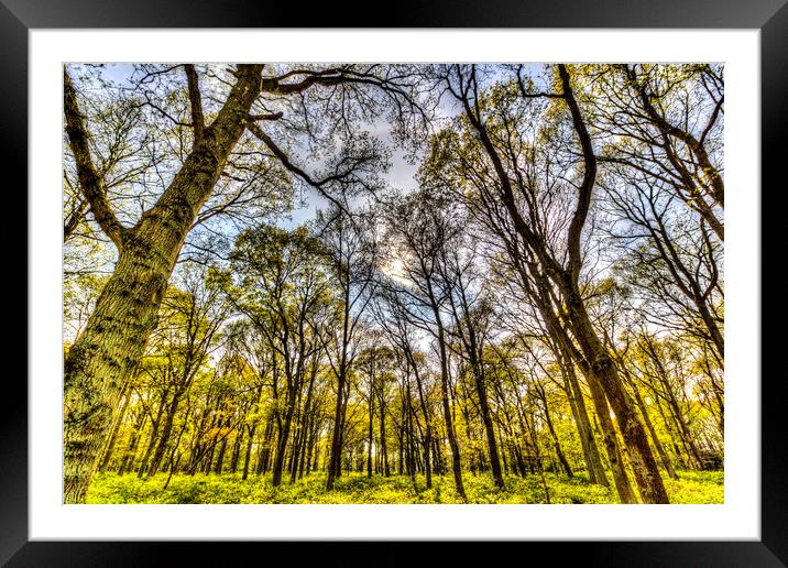 The Silent Forest  Framed Mounted Print by David Pyatt