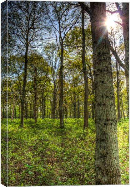 The Sun Touched Forest Canvas Print by David Pyatt