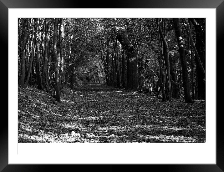  A Wooded Autumn Stroll Framed Mounted Print by pristine_ images