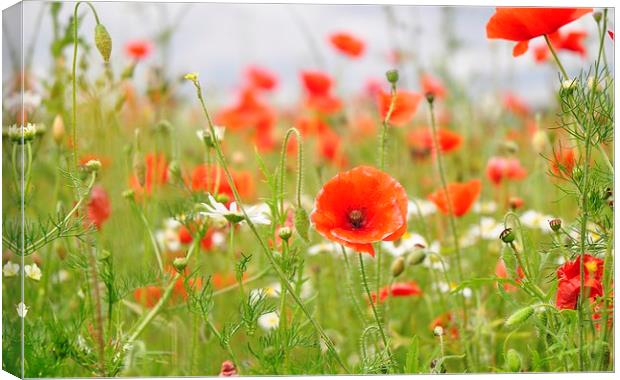  Poppy Fields Off Heroes Canvas Print by pristine_ images