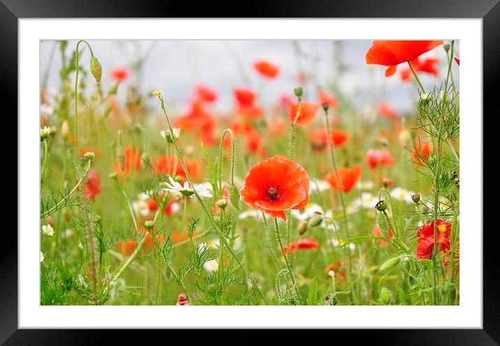  Poppy Fields Off Heroes Framed Mounted Print by pristine_ images
