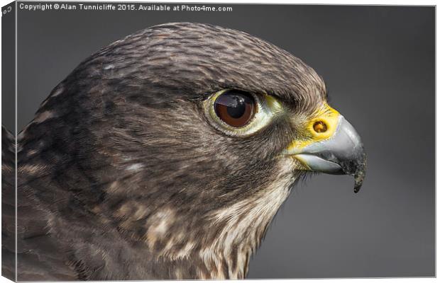  Hybrid falcon Canvas Print by Alan Tunnicliffe