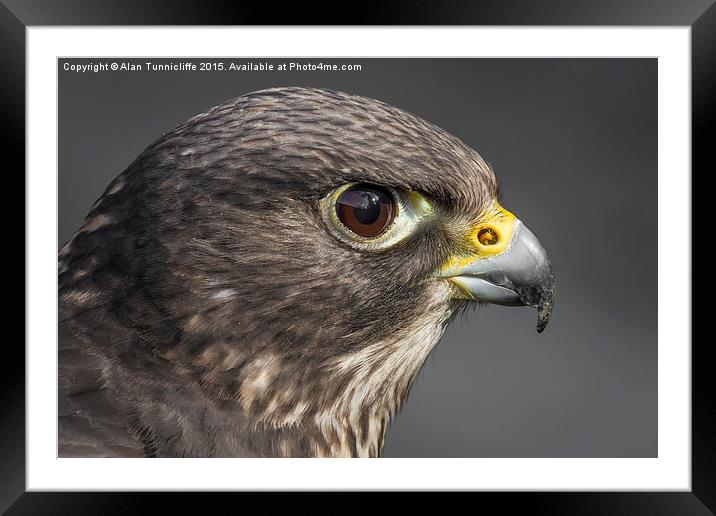  Hybrid falcon Framed Mounted Print by Alan Tunnicliffe