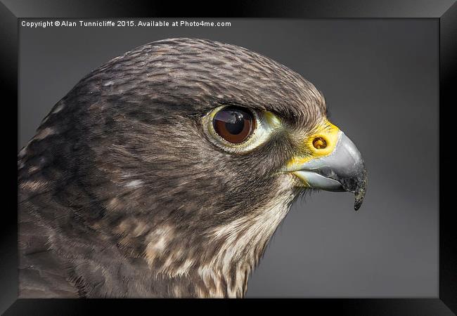  Hybrid falcon Framed Print by Alan Tunnicliffe