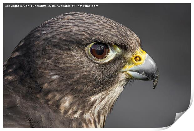  Hybrid falcon Print by Alan Tunnicliffe